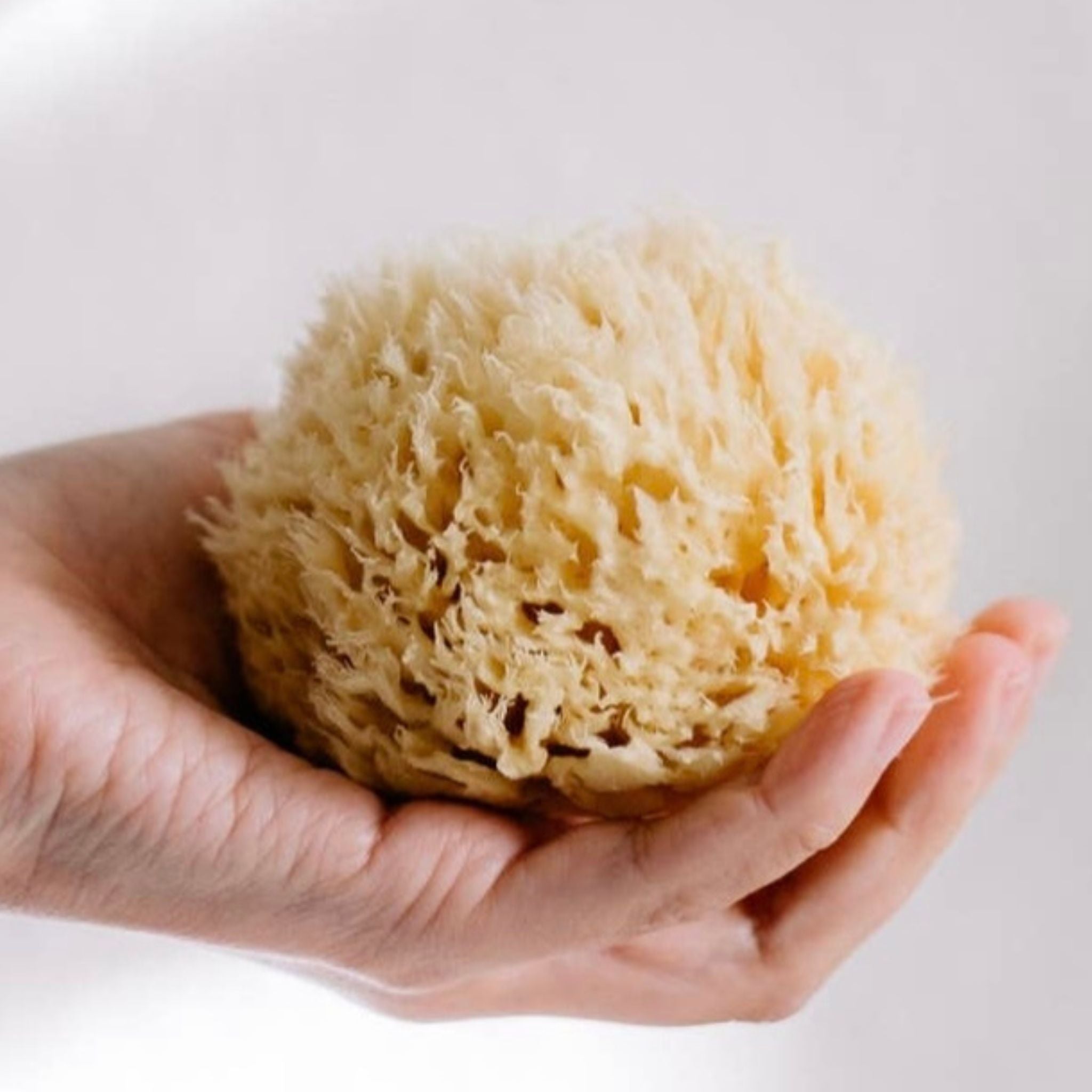 Wool Sea Sponge