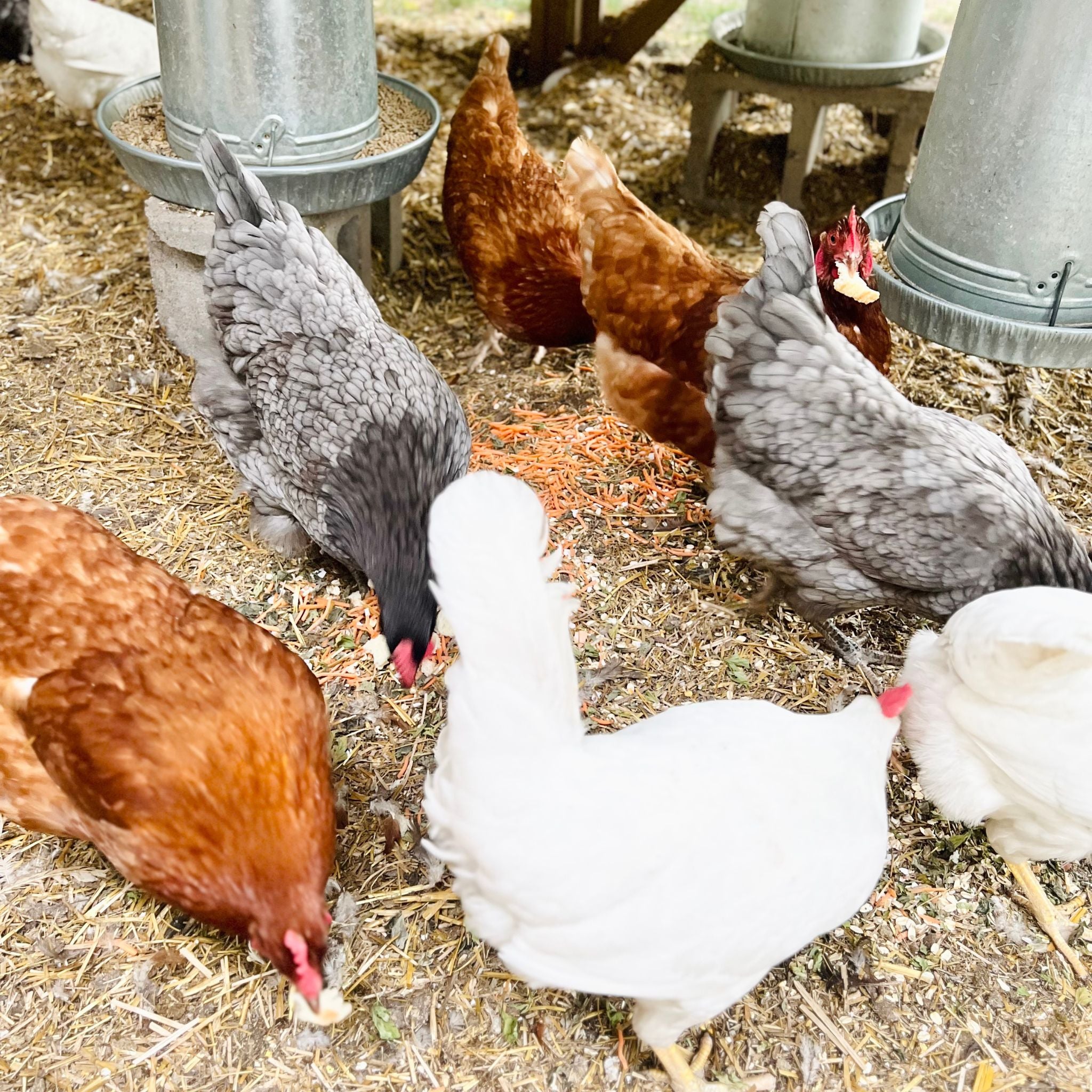 Farm-Fresh Egg CSA Subscription