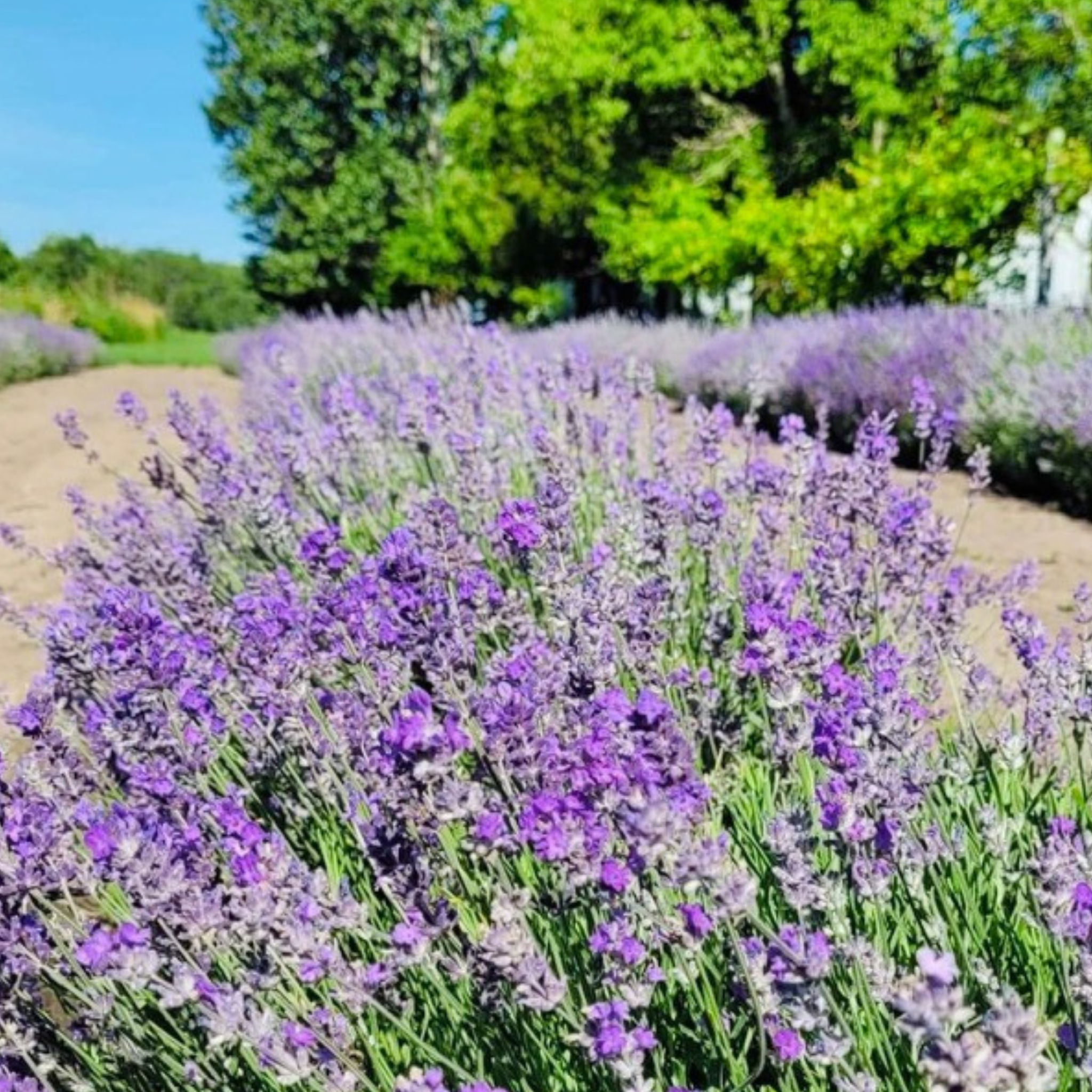 Lavender Blossom Artisan Soap