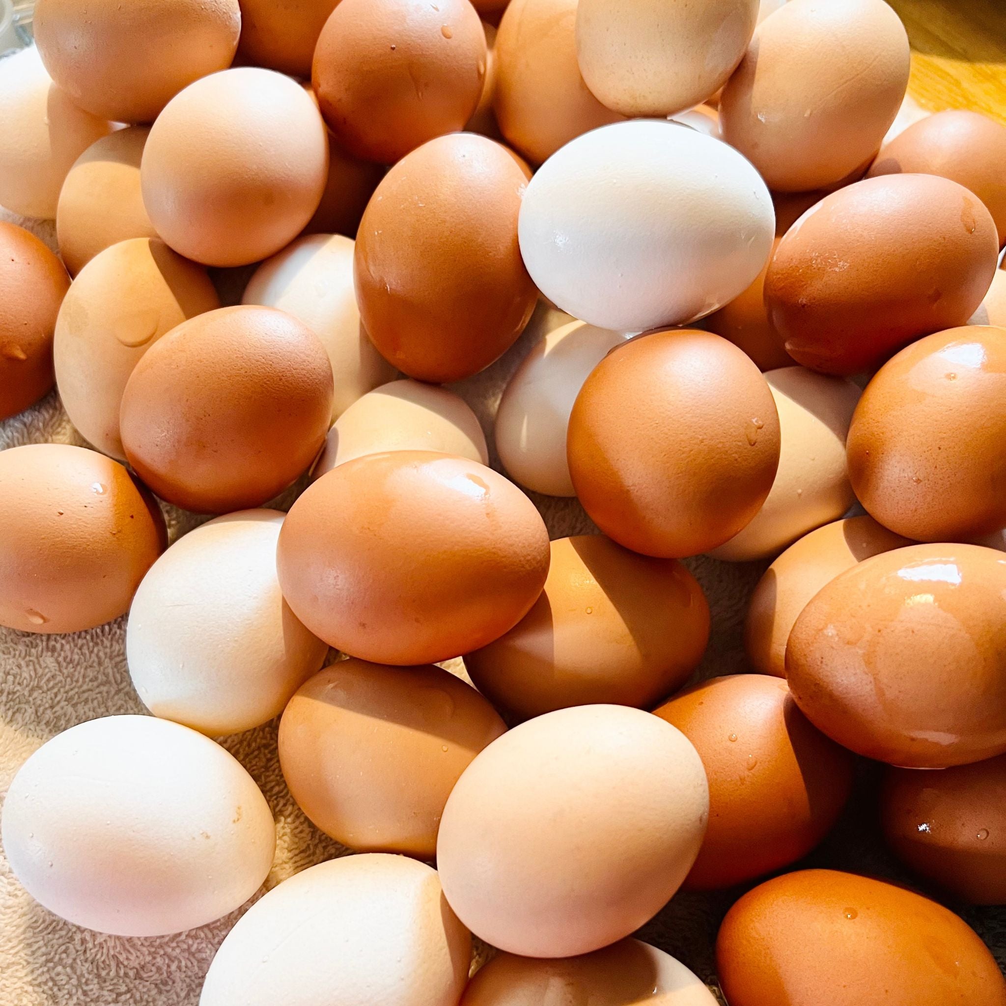 Farm-Fresh Egg CSA Subscription