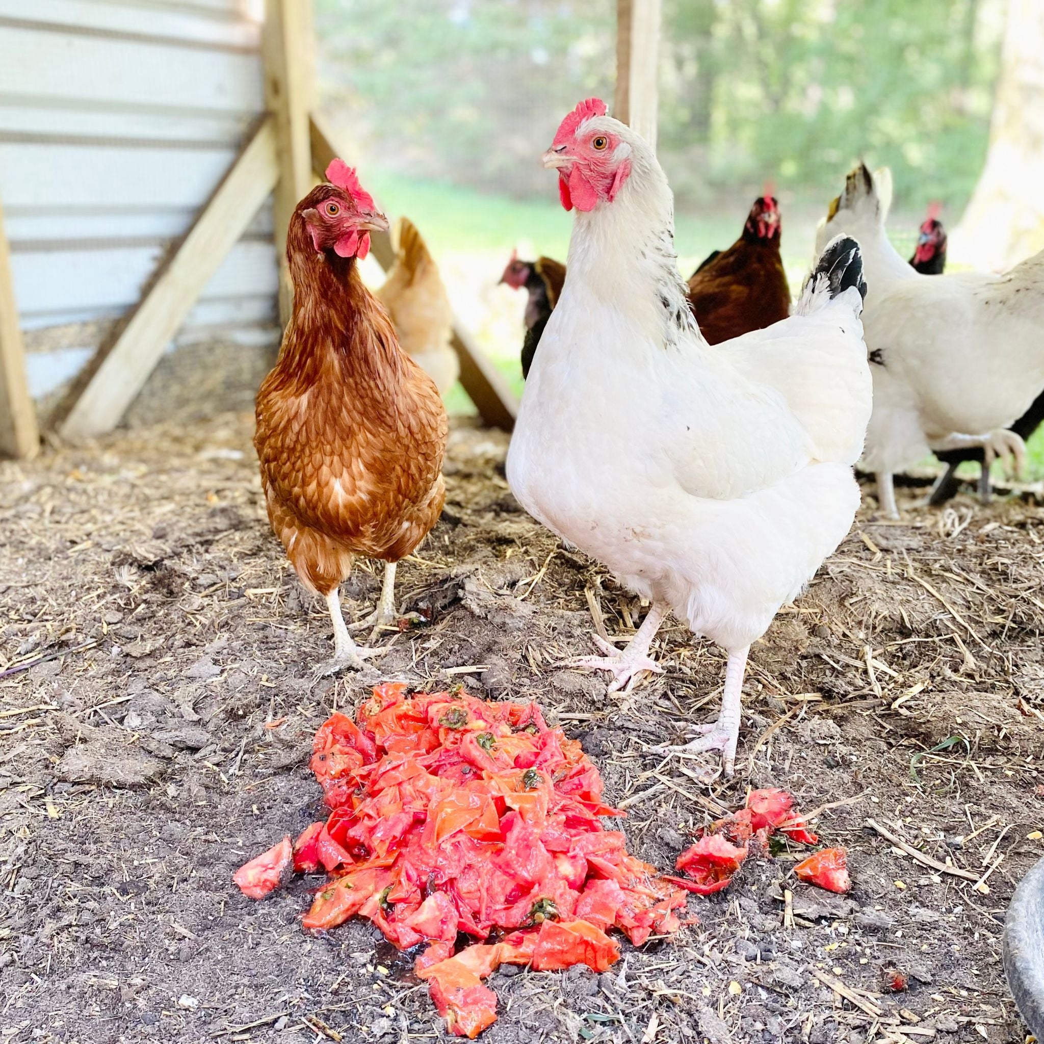 Farm-Fresh Egg CSA Subscription
